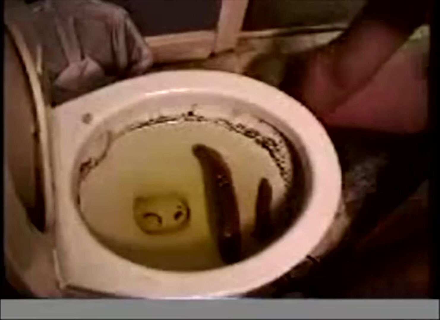 Dirty scat gay picks up a huge turd from the toilet then sucks it ...